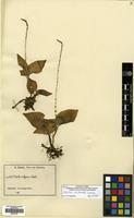 Isotype of Orestias micrantha Summerh. [family ORCHIDACEAE]