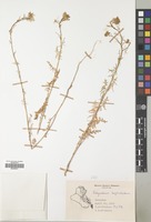 Filed as Sisymbrium septulatum DC. [family CRUCIFERAE]