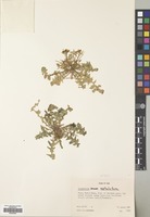 Filed as Sisymbrium septulatum DC. [family CRUCIFERAE]