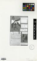 Holotype of Hieracium labillardierei Arv.-Touv. [family COMPOSITAE]