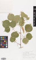 Filed as Dalbergia sissoo Roxb. [family LEGUMINOSAE]
