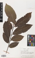 Filed as Castanea sativa Mill. [family FAGACEAE]