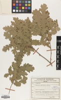 Filed as Quercus pubescens Willd. [family FAGACEAE]