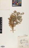 Filed as Quercus pubescens Willd. [family FAGACEAE]