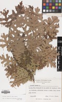Filed as Quercus cerris L. var. cerris [family FAGACEAE]