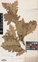 Filed as Quercus cerris L. var. cerris [family FAGACEAE]