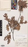 Filed as Quercus cerris L. var. cerris [family FAGACEAE]