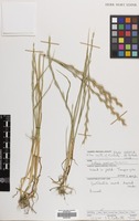 Filed as Lolium persicum Boiss. & Hohen. [family GRAMINEAE]