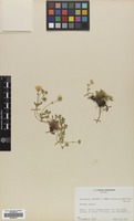 Filed as Potentilla aurea L. [family ROSACEAE]