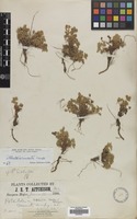 Filed as Sibbaldia cuneata Hornem. [family ROSACEAE]
