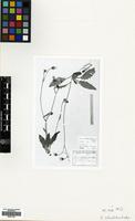 Lectotype of Hieracium pallidum Biv. subsp. tossicum Zahn [family COMPOSITAE]