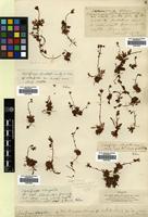 Type of Saxifraga elongella Sm. [family SAXIFRAGACEAE]