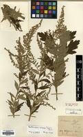Holotype of Artemisia argyi H.Lév. & Vaniot [family COMPOSITAE]