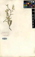 Type of Xeropappus lanuginosus Wall. [family COMPOSITAE]