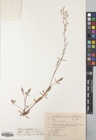 Filed as Rumex acetosella L. [family POLYGONACEAE]