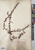 Filed as Rumex pulcher L. [family POLYGONACEAE]