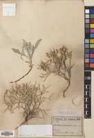 Filed as Centaurea spinosa L. [family COMPOSITAE]