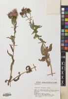 Filed as Centaurea phrygia L. subsp. stenolepis (A.Kern.) Gugler [family COMPOSITAE]