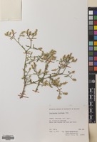 Filed as Centaurea diffusa Lam. [family COMPOSITAE]