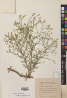 Filed as Centaurea diffusa Lam. [family COMPOSITAE]