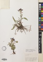 Filed as Centaurea triumfetti All. [family COMPOSITAE]