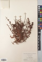 Filed as Rumex dentatus L. [family POLYGONACEAE]