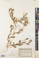 Filed as Convolvulus pentapetaloides L. [family CONVOLVULACEAE]