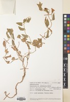 Filed as Convolvulus betonicifolius Mill. subsp. betonicifolius [family CONVOLVULACEAE]