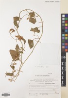 Filed as Convolvulus betonicifolius Mill. subsp. betonicifolius [family CONVOLVULACEAE]
