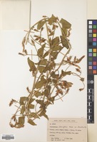 Filed as Convolvulus betonicifolius Mill. subsp. betonicifolius [family CONVOLVULACEAE]