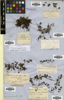 Syntype of Trichomanes saxifragoides C.Presl [family HYMENOPHYLLACEAE]
