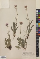 Filed as Erigeron caucasicus Steven subsp. venustus (Botsch.) Grierson [family COMPOSITAE]