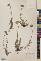 Filed as Erigeron caucasicus Steven subsp. venustus (Botsch.) Grierson [family COMPOSITAE]