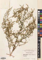 Artemisia annua - Les arômes du grès