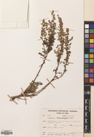 Filed as Artemisia chamaemelifolia Vill. [family COMPOSITAE]