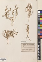 Filed as Matricaria aurea (Loefl.) Sch.Bip. [family COMPOSITAE]