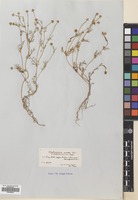 Filed as Matricaria aurea (Loefl.) Sch.Bip. [family COMPOSITAE]