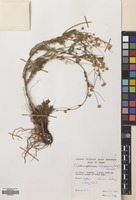 Filed as Matricaria decipiens (Fisch. & Mey.) Koch [family COMPOSITAE]