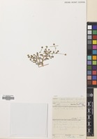Filed as Matricaria aurea (Loefl.) Sch.Bip. [family COMPOSITAE]