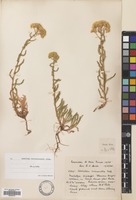 Filed as Achillea biebersteinii Afan. [family COMPOSITAE]