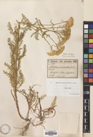 Filed as Achillea biebersteinii Afan. [family COMPOSITAE]