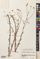 Filed as Tripleurospermum disciforme (C.A.Mey) Sch-Bip. [family COMPOSITAE]