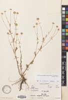 Filed as Tripleurospermum disciforme (C.A.Mey) Sch-Bip. [family COMPOSITAE]
