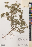 Filed as Flaveria trinervia (Spreng.) Mohr [family COMPOSITAE]