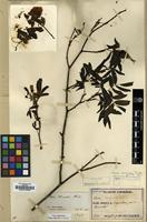 Type of Rosa marretii H. Lev. [family ROSACEAE]