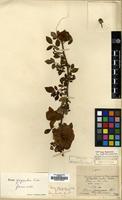 Syntype of Rosa tongchouanensis H. Lev. [family ROSACEAE]