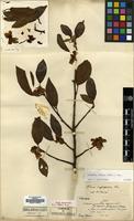 Type of Pyrus rufifolia H. Lev. [family ROSACEAE]
