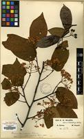 Type of Photinia beauverdiana C.K.Schneid. var. notabilis (C.K.Schneid.) Rehder & E.H.Wilson [family ROSACEAE]