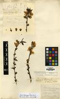 Type of Prunus daemonifuga H.Lev. & Vaniot [family ROSACEAE]