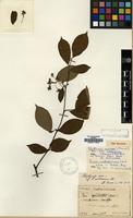 Type of Pirus mokpoensis H. Lev. [family ROSACEAE]